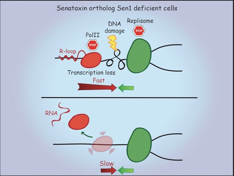 Graphical Abstract