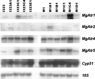 FIG. 2.