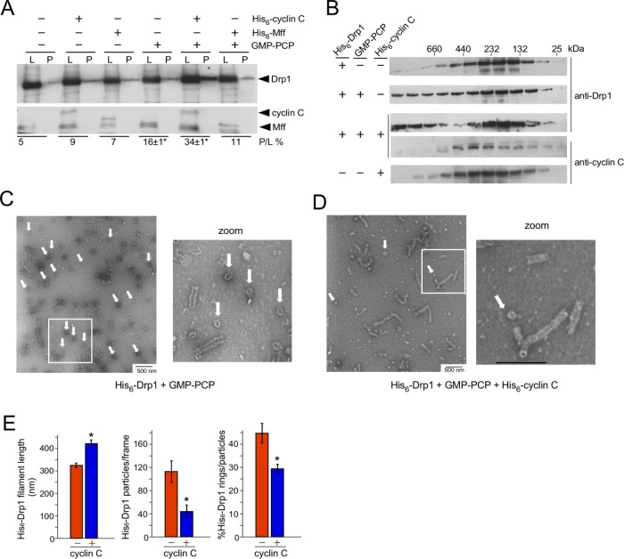 FIGURE 3: