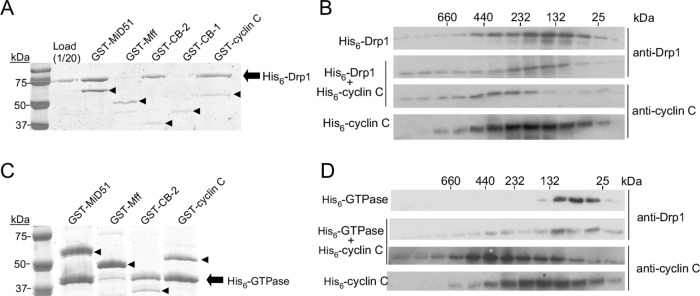 FIGURE 1: