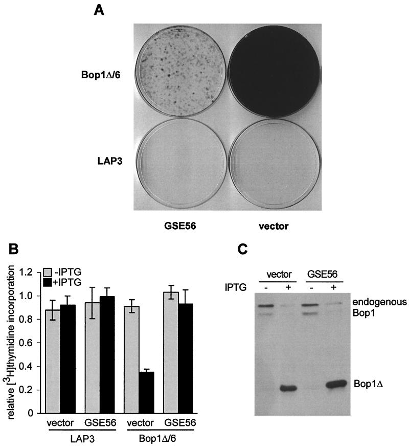 FIG. 7