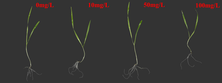 Figure 1