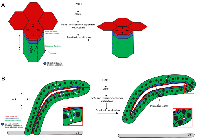 Fig. 7.