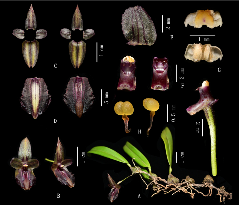 Fig. 13