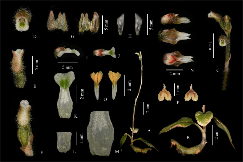 Fig. 1