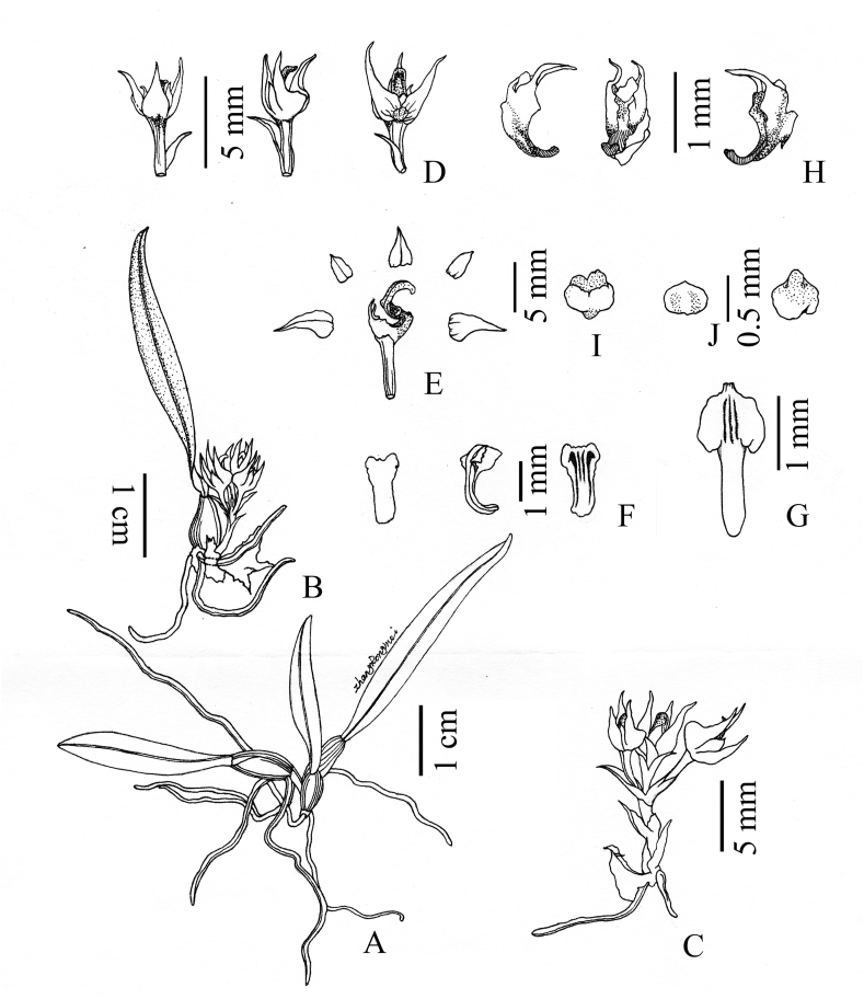 Fig. 8