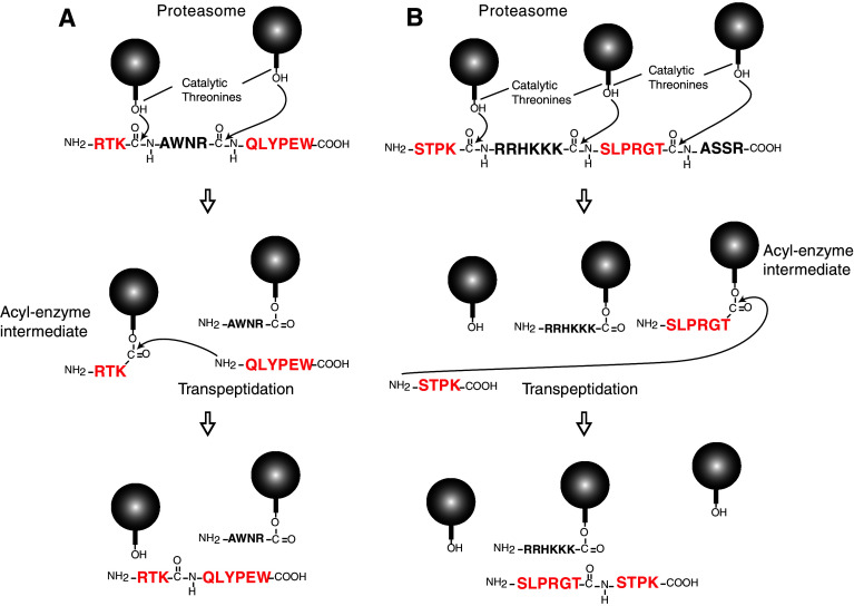 Fig. 2