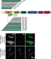 Figure 3—figure supplement 1.