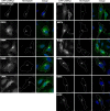 Figure 3—figure supplement 3.