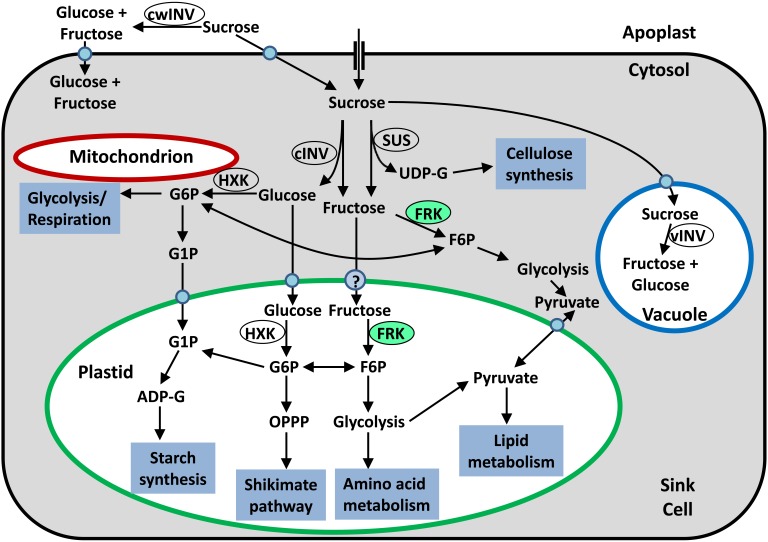 FIGURE 1