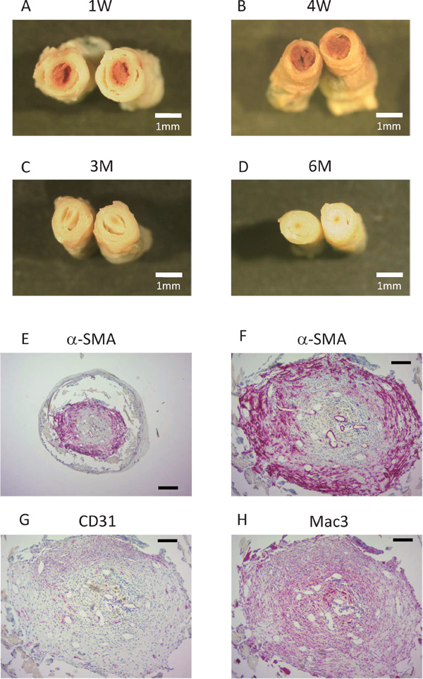 Supplemental Fig. 2.