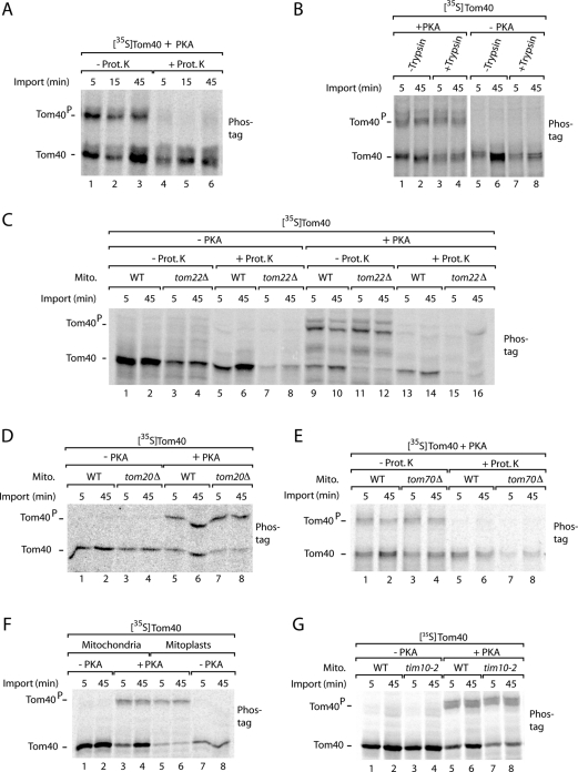 FIGURE 5: