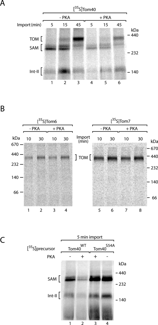 FIGURE 4: