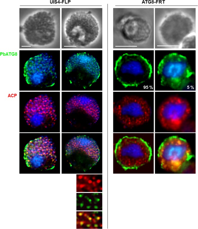 FIG 12 