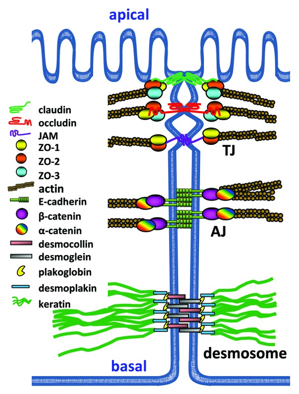 graphic file with name tisb-1-e26938-g1.jpg