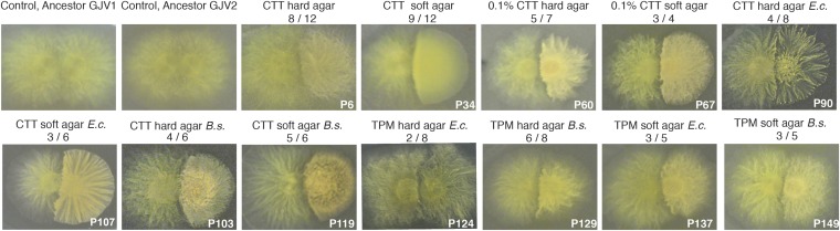 Fig. 2.