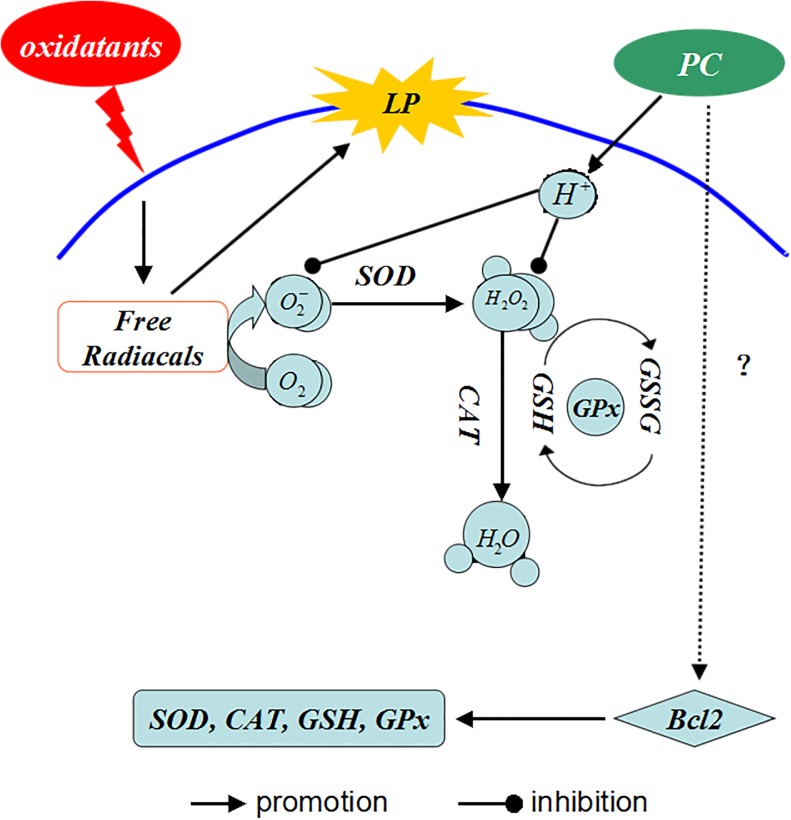 Fig 11