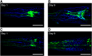 Fig. 3.