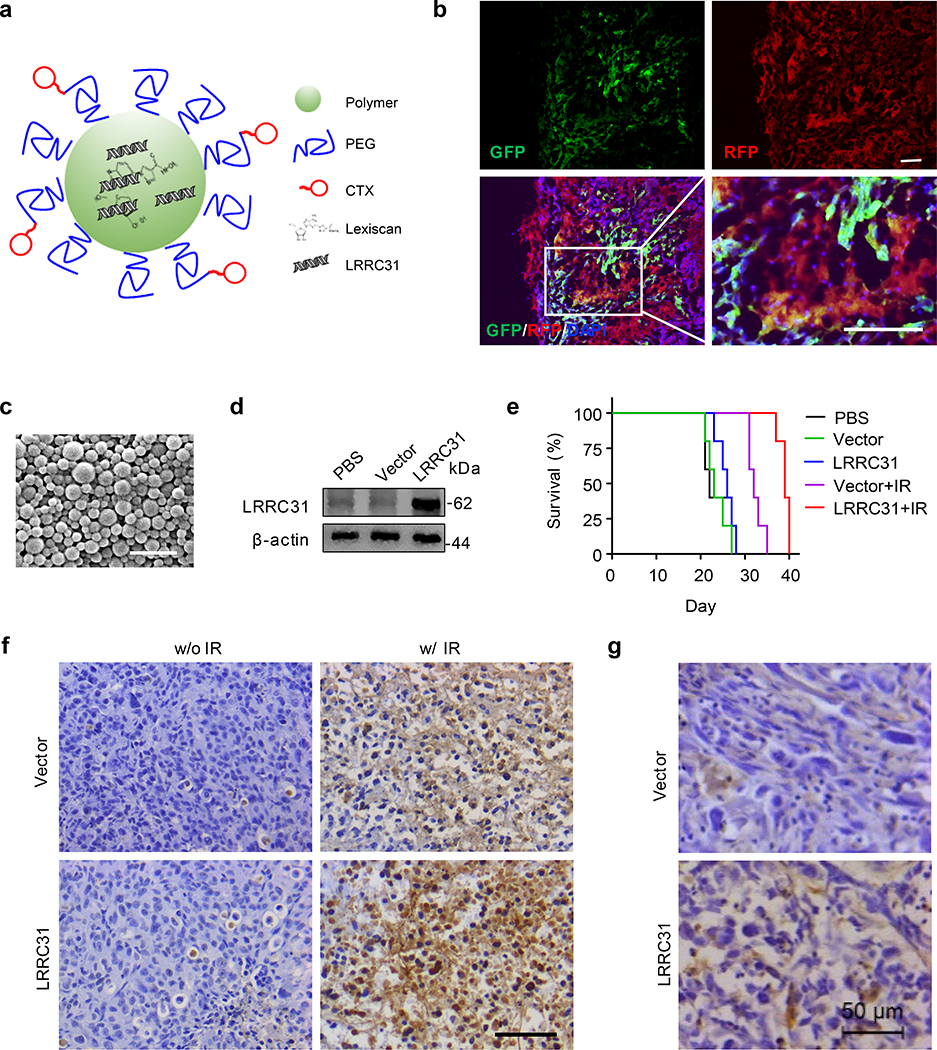 Fig. 6: