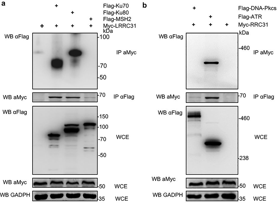 Extended Data Fig. 4