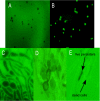 FIG. 4.