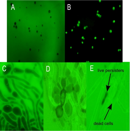 FIG. 4.