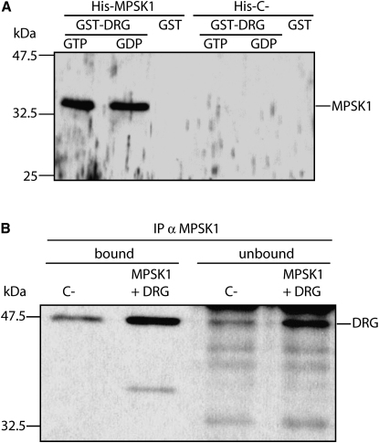 Figure 4