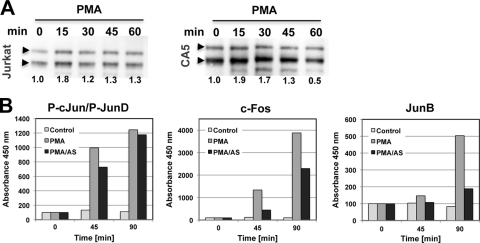 Fig 6