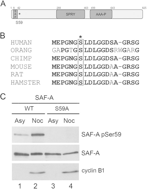 FIG 1