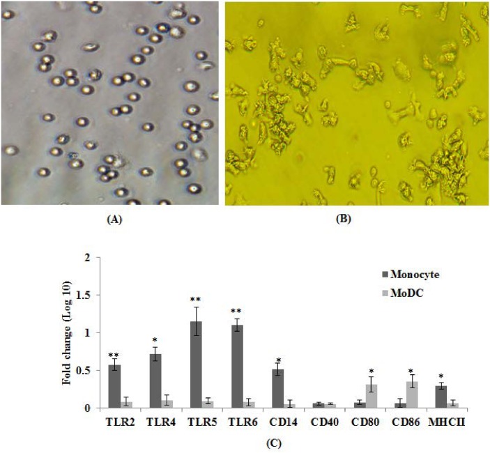 Fig 3