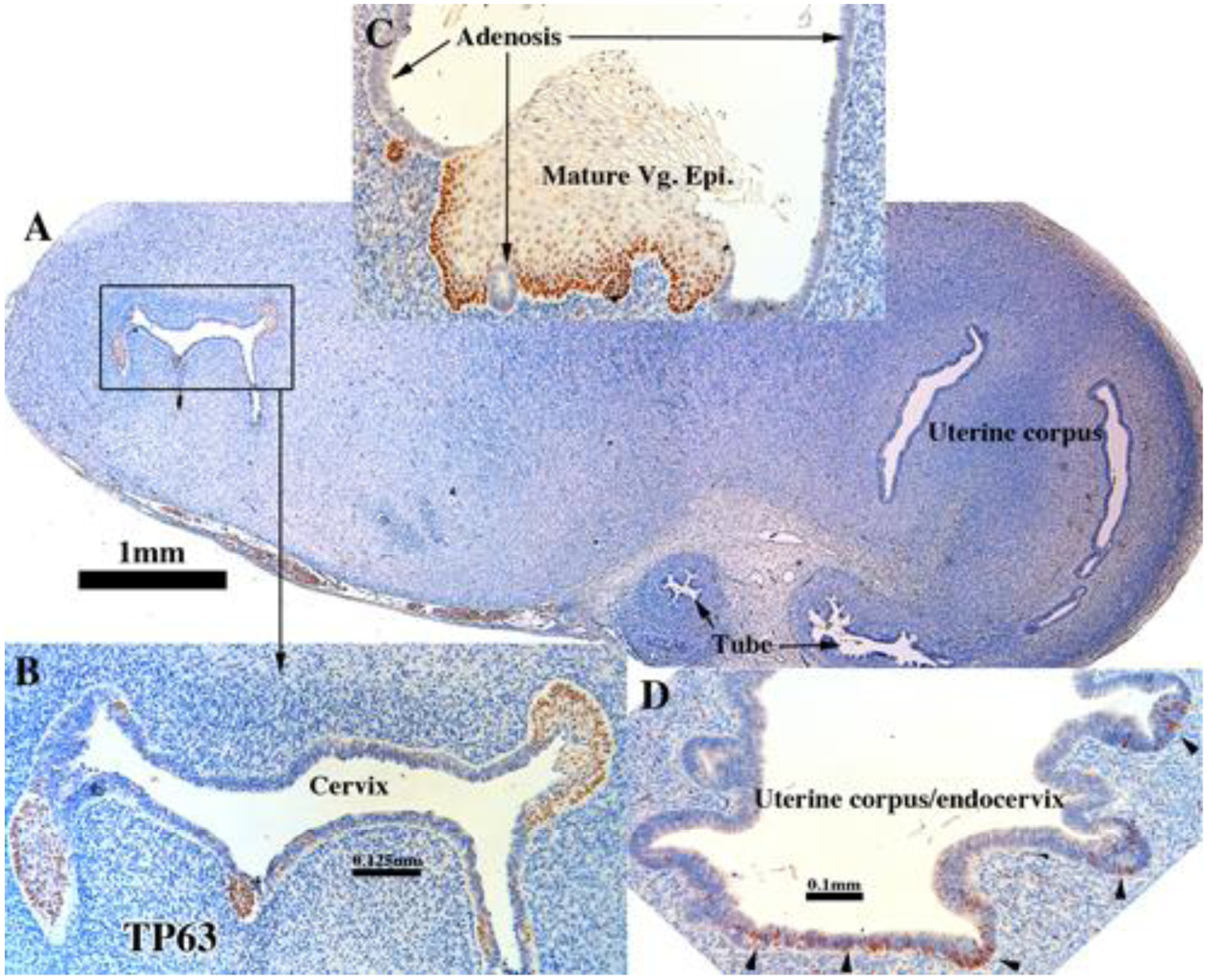 Figure 16.