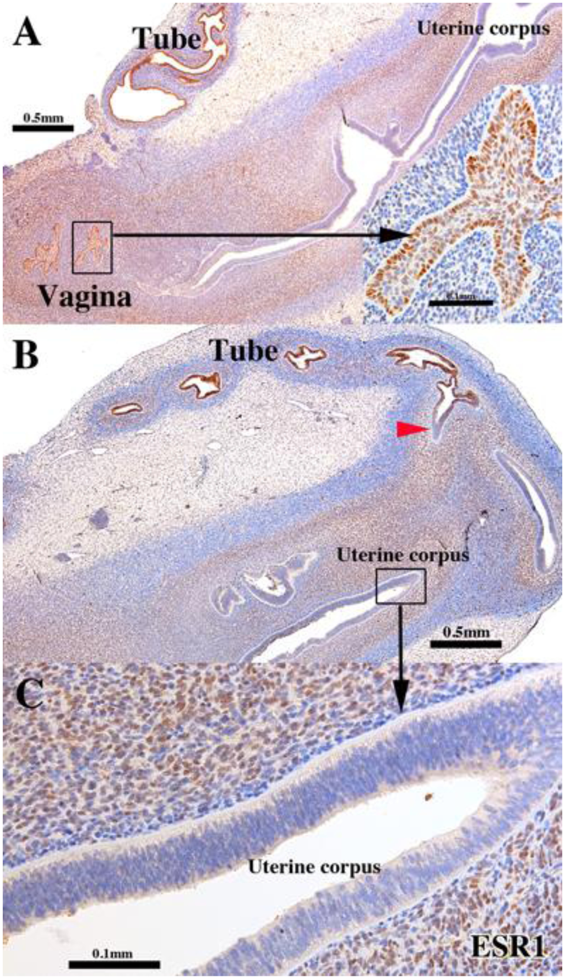 Figure 2.