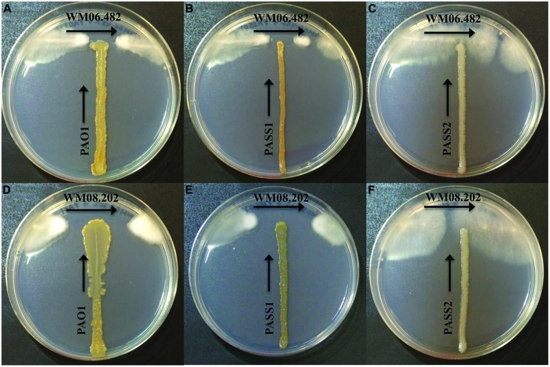 FIGURE 1