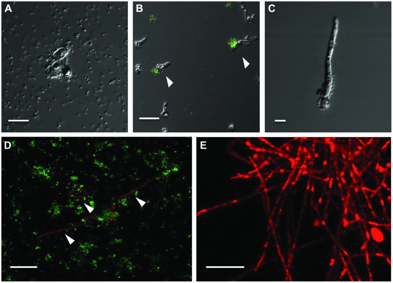 FIGURE 4