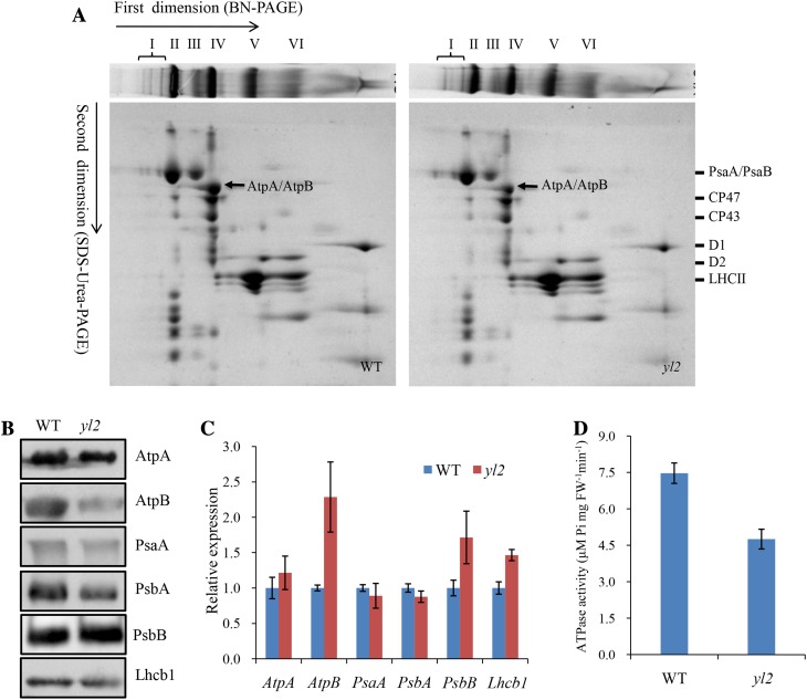 Fig. 8