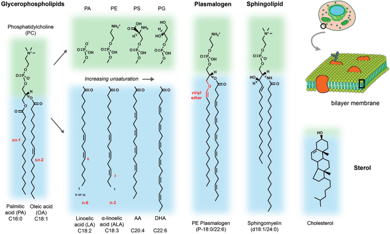 Figure 1: