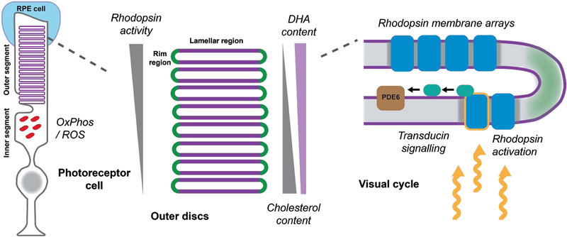 Figure 4: