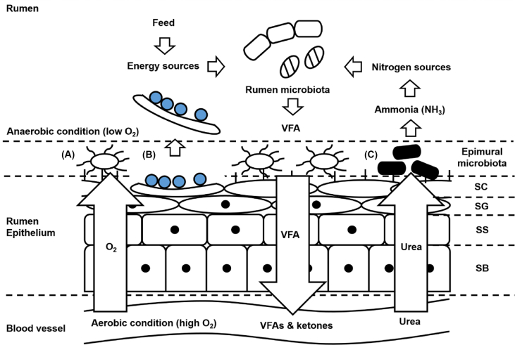 Fig. 1