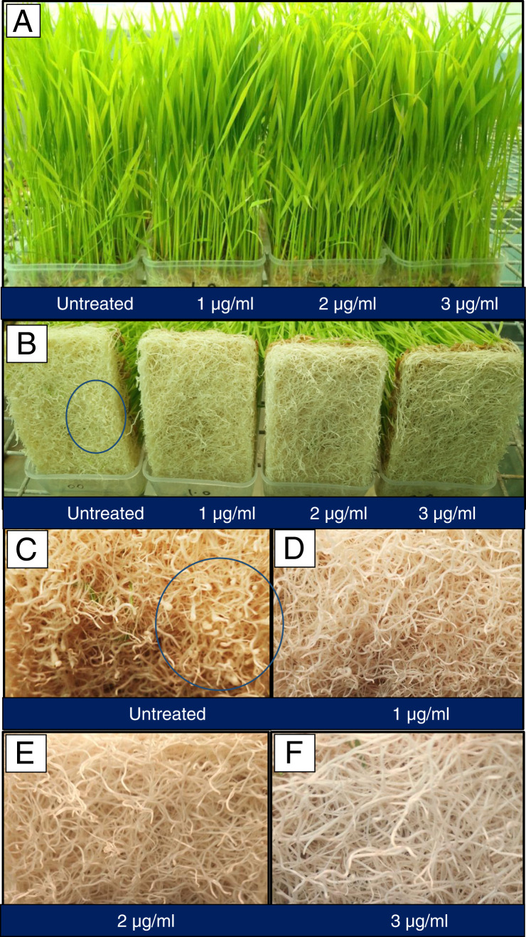 Figure 4: