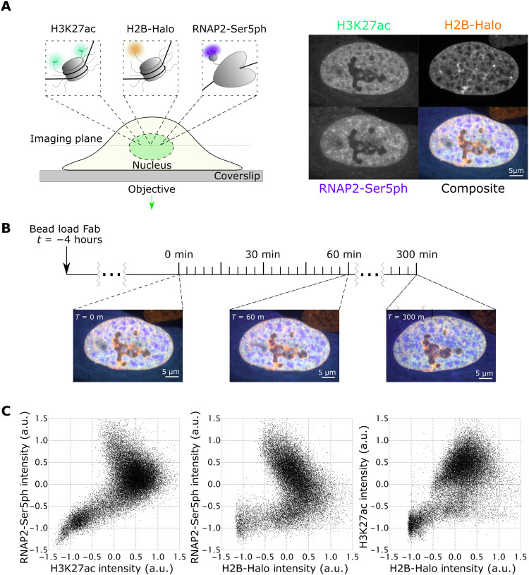 Fig. 1.