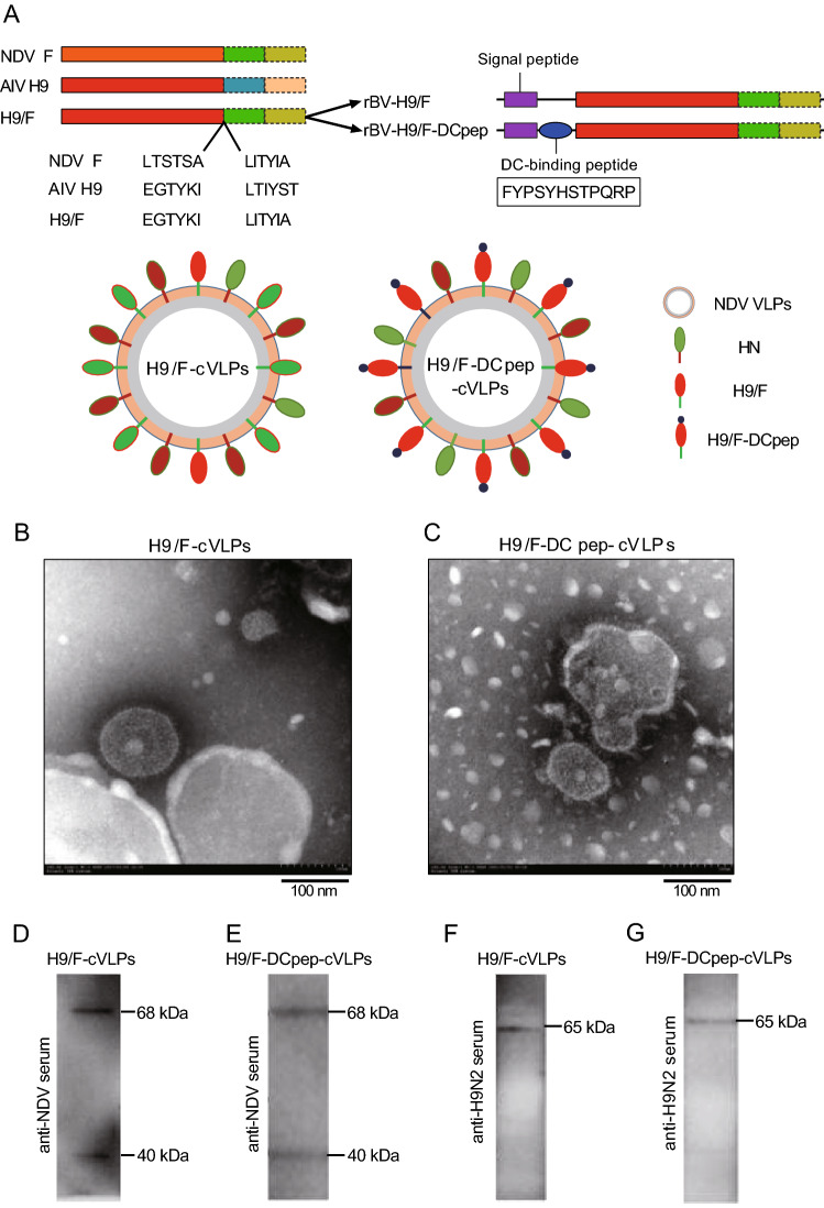 Fig. 1