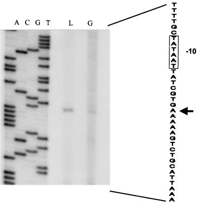 FIG. 1