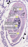 Fig. 1