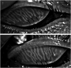 FIG. 2.