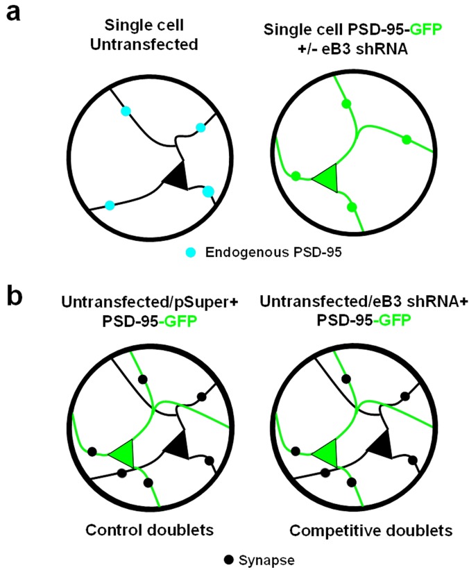 Figure 1—figure supplement 1.