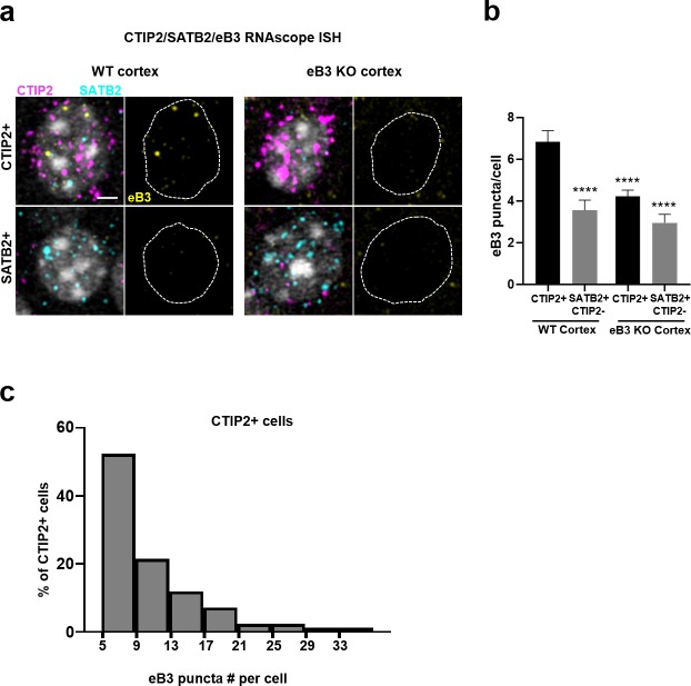 Figure 5—figure supplement 2.