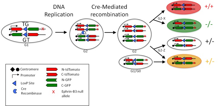 Figure 5—figure supplement 1.