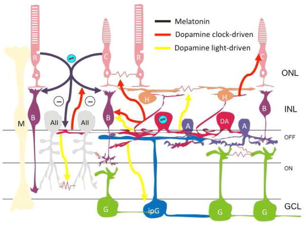 Figure 5