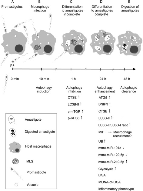 Fig. 11