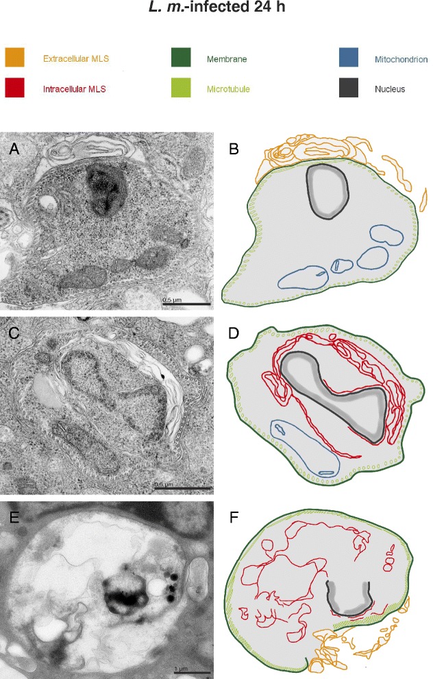 Fig. 5